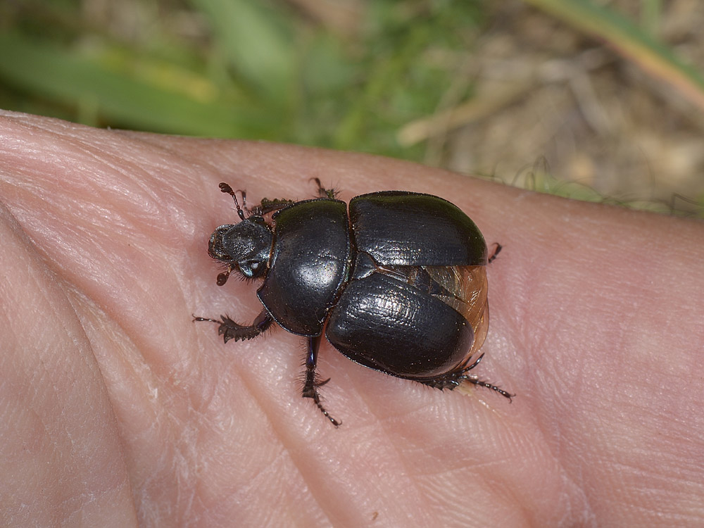 Anoplotrupes stercorosus